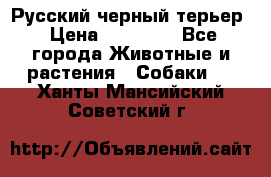 Русский черный терьер › Цена ­ 35 000 - Все города Животные и растения » Собаки   . Ханты-Мансийский,Советский г.